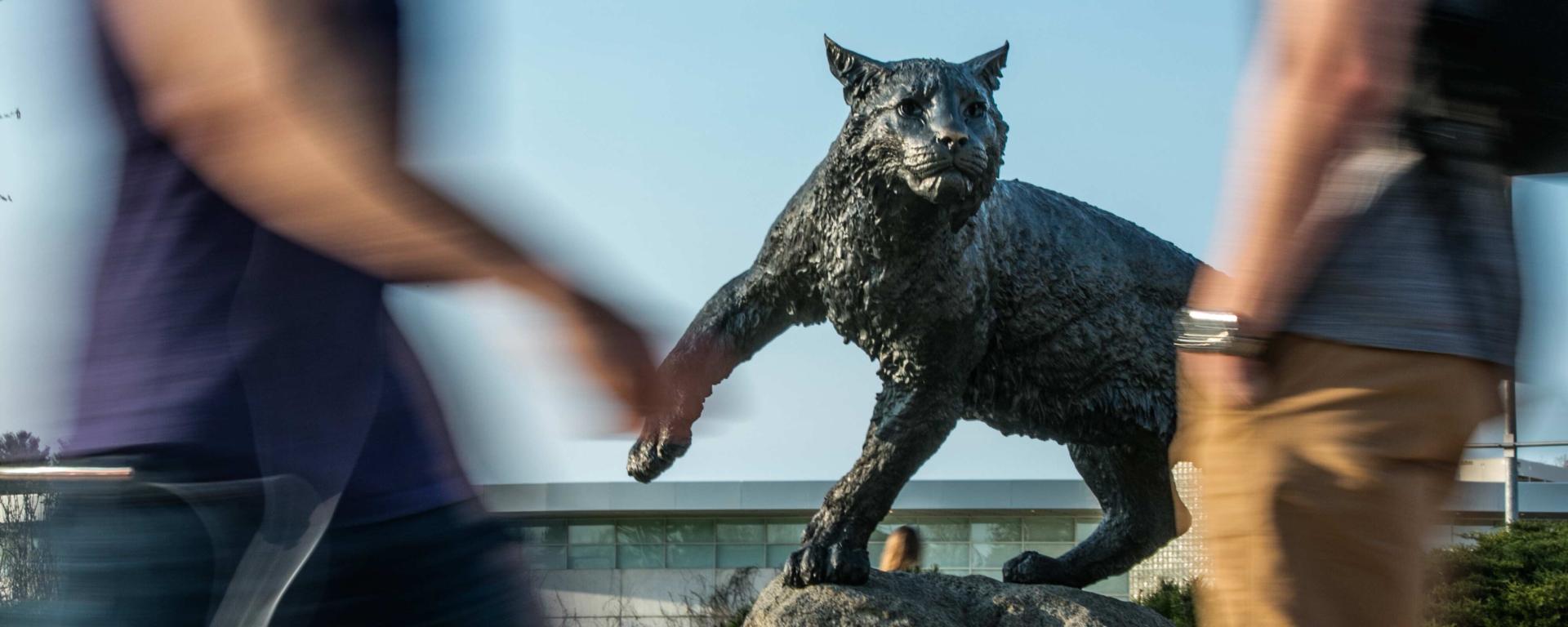 Students walking outside in summer in front of Wildcat statue