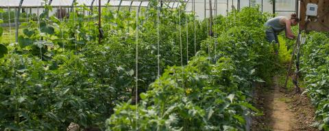 Student working in the greenhouse surrounded by plants