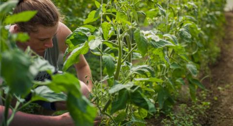 Student working with plants