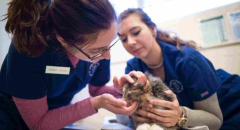 Pre-vet students
