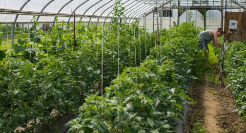 Student working in the greenhouse surrounded by plants