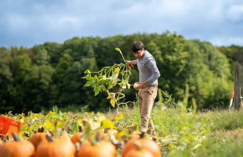UNH student on farm with pumpkins