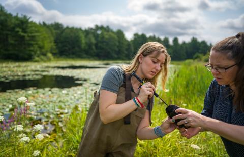 UNH student conducting research with turtles
