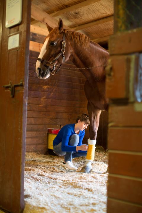 Student wrapping horse's leg in barn