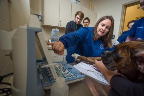 pre-veterinary students examining a dog