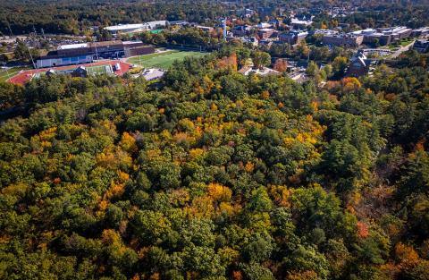 College Woods