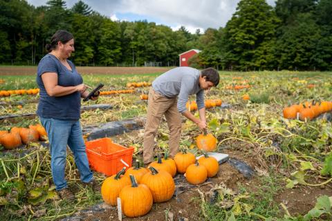UNH student doing research in pumpkin patch