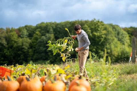 UNH student doing research in the pumpkin patch
