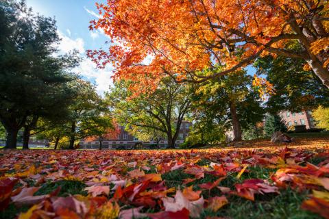 fall leaves at UNH