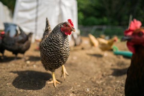 chicken on farm 