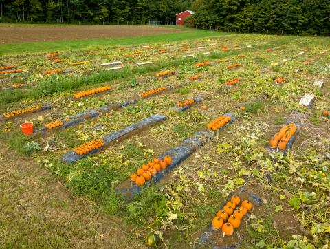 pumpkins UNH on farm