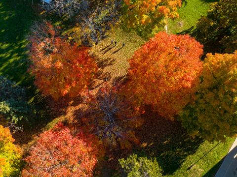 aerial view of foliage UNH