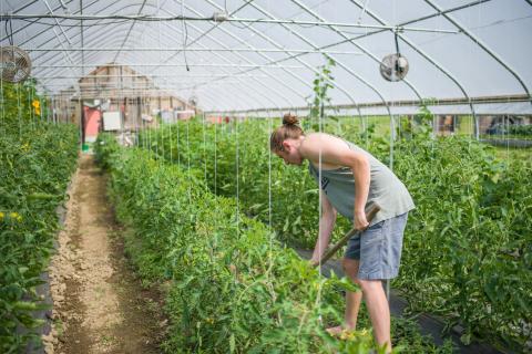 UNH student working in greenhouse