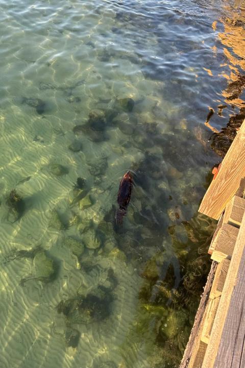 Beaver swimming under the pier at Fort Foster
