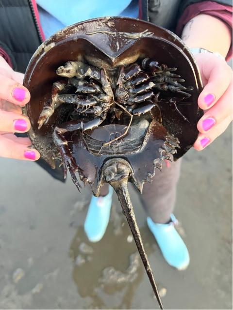 One of the horseshoe crabs I found at Hilton Park