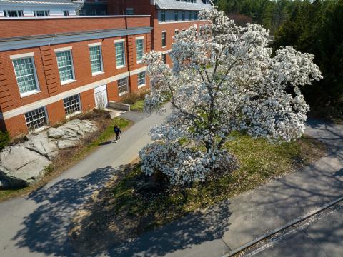spring flowers on tree UNH