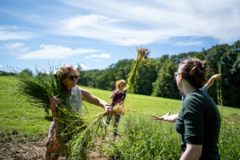 Harvesting flax from UNH's Woodman Farm