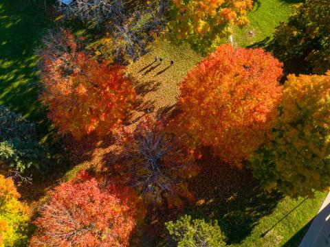 Aerial view of foliage on Durham campus