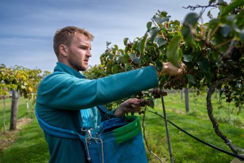 UNH student working at Woodman Farm