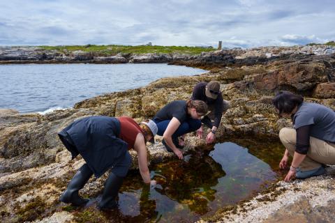 UNH students exploring tide pools on Appledore Island