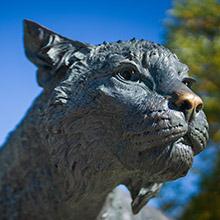 Wildcat Status