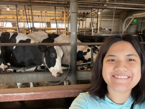 UNH student with cows