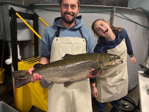 Helping ultrasound and tag broodstock salmon for an emerging aquaculture company in Maine in 2024.
