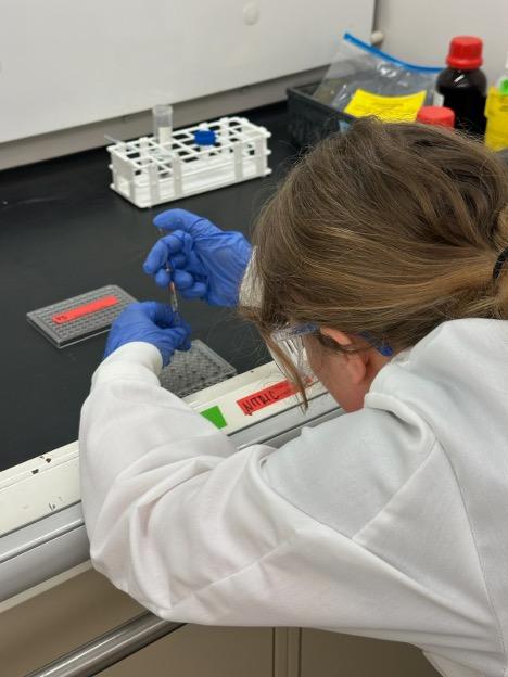 UNH student working in lab
