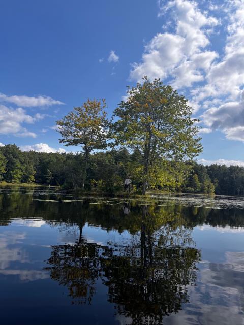 pond with trees