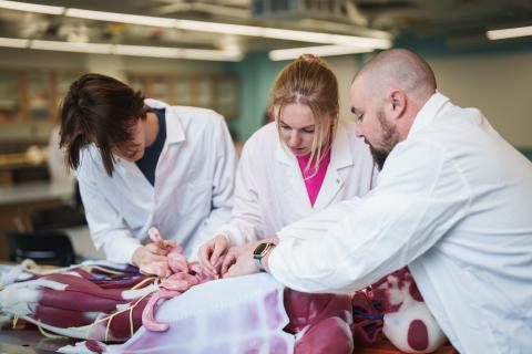College of Life Sciences and Agriculture students working with simulated cadaver