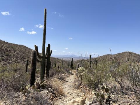 Cacti in Saguaro National Park