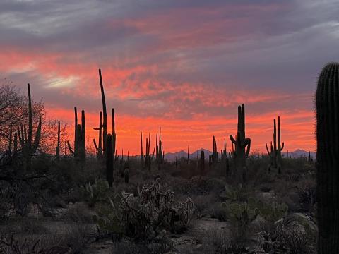 Sunset in Saguaro National Park