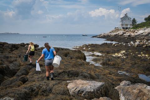 UNH student conducting research on Appledore Island